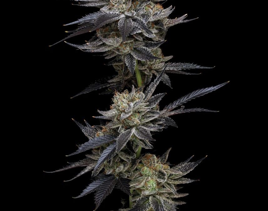 The strains that made Compound Genetics