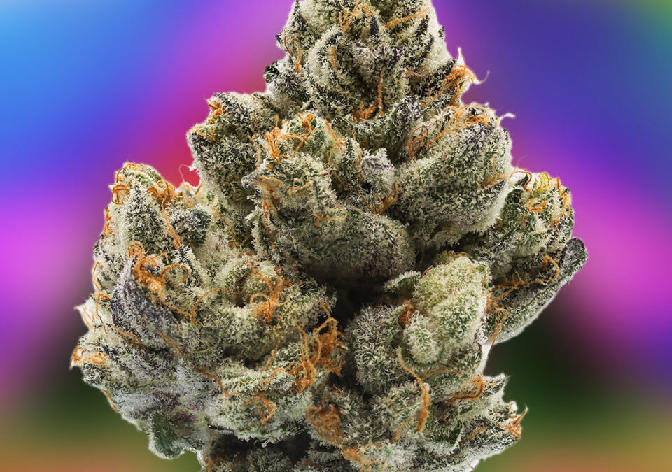 Brand Spotlight: 710 LABS