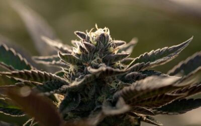 Where did Runtz strains come from?