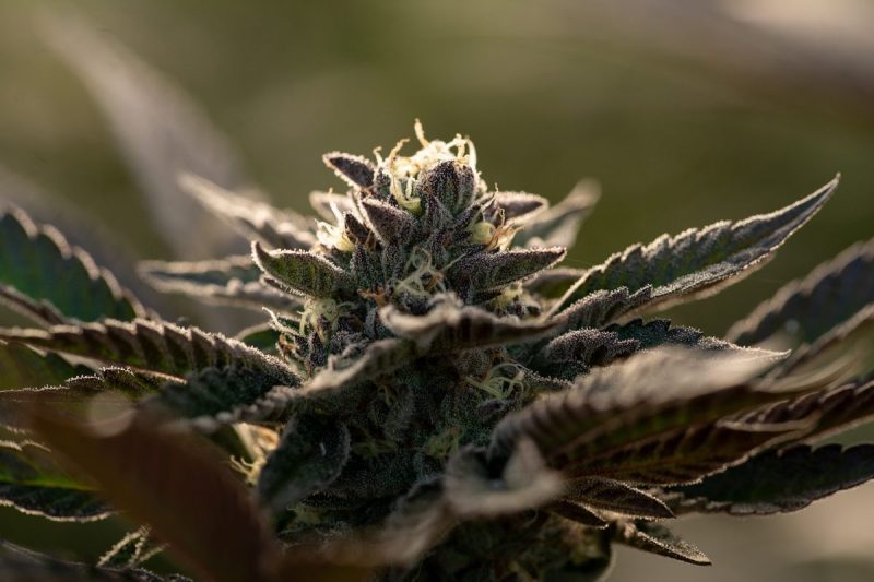 Where did Runtz strains come from?