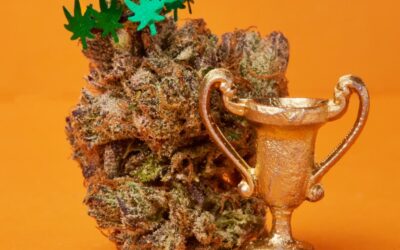 Battle of the OGs: Ranking California’s best cuts of OG Kush