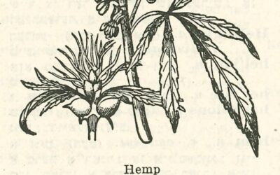 Story of Jews and Cannabis at YIVO Opens in New York Tomorrow