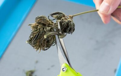 Cannabis industry jobs for every skill set