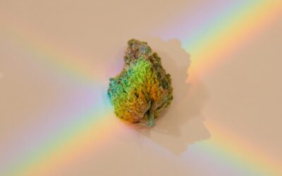 The best strain for falling in love