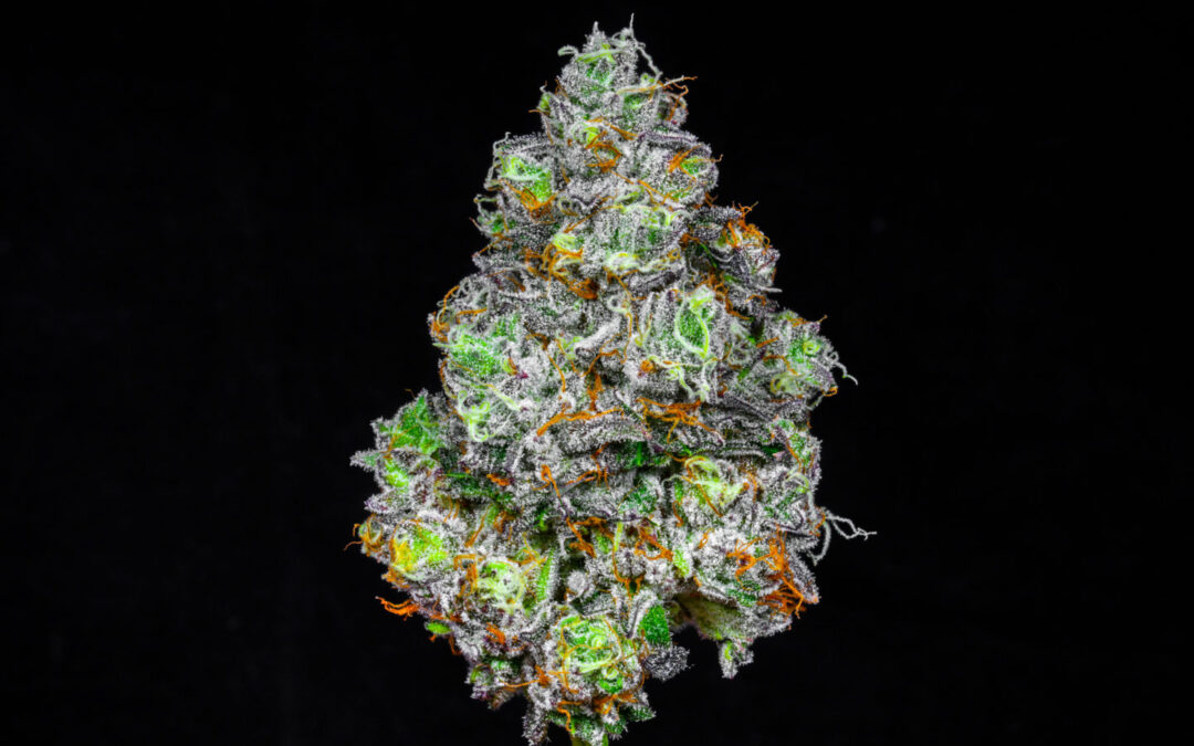 Now You Can Find Award-Winning West Coast Strains in Massachusetts