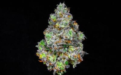 Now You Can Find Award-Winning West Coast Strains in Massachusetts