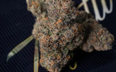 The Drop: 7 strains coming to dispensaries in September 2022