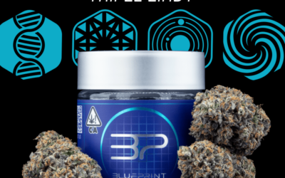 The strains that made Blueprint Cannabis