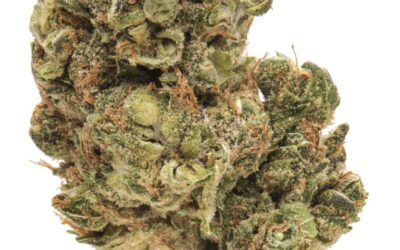 The 6 best strains for Libra season