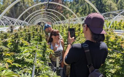 The Weedmaps’ 420-friendly travel guide to San Francisco