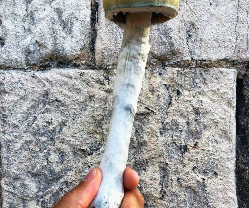 The Great Jamaican Patoo Trip