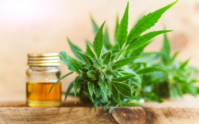 Five Cannabis Word Origins