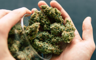 Study: Plant THC Potency Not Associated with Elevated Risk of Psychosis-Like Symptoms