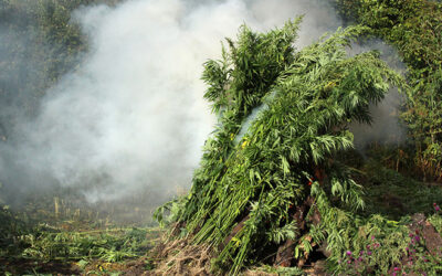 DEA Reports More Marijuana Seizures, Fewer Arrests in 2022