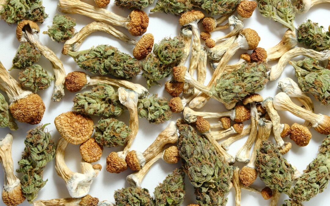 Riverside County Law Enforcement Seizes $1 Million in Illegal Cannabis, Mushroom Products