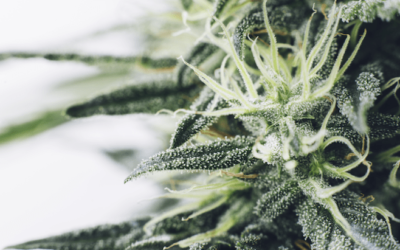 I’m Interning at NORML to Become a Better Advocate
