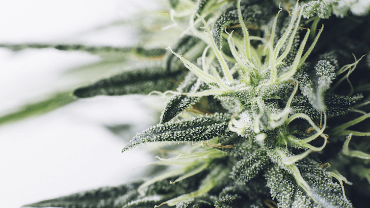 I’m Interning at NORML to Become a Better Advocate