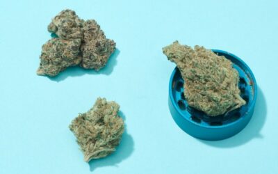 7 highest THC strains in 2023