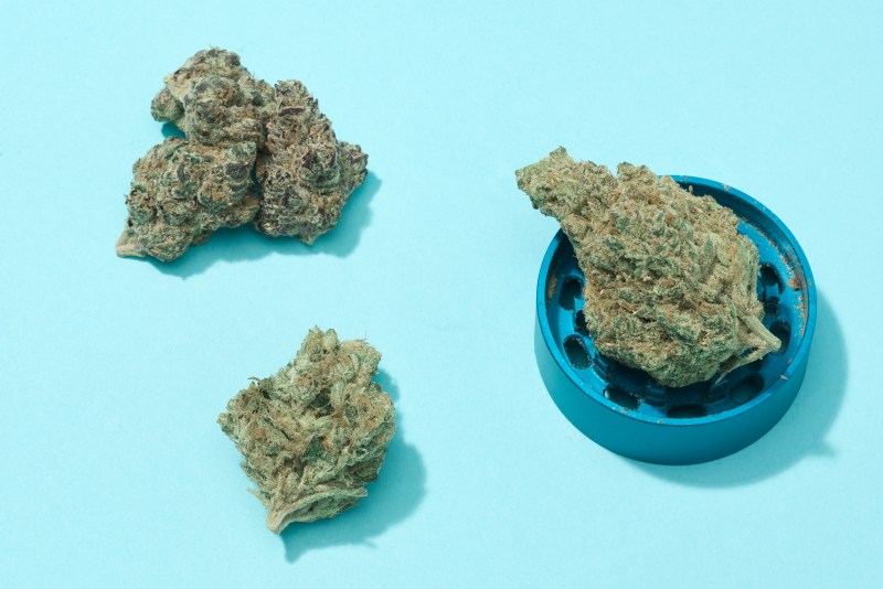 7 highest THC strains in 2023
