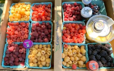 How to pair hashish with fruits: A journey with Hash Sommelier Sarah Jain