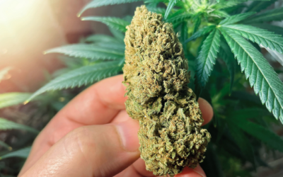 Rescheduling Marijuana Is Not Enough
