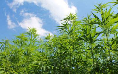 I’m Interning at NORML to Become a Stronger Advocate for Justice