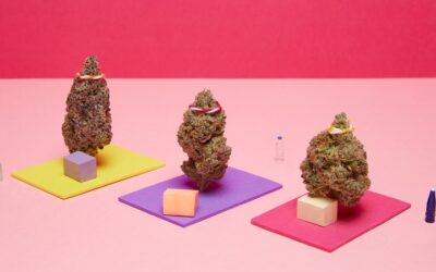 Study On Marijuana Use And Yoga Finds That Set And Setting Can Influence Mental Health Benefits
