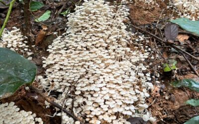 India Carves Out Its Own Lane in the Shroom Boom