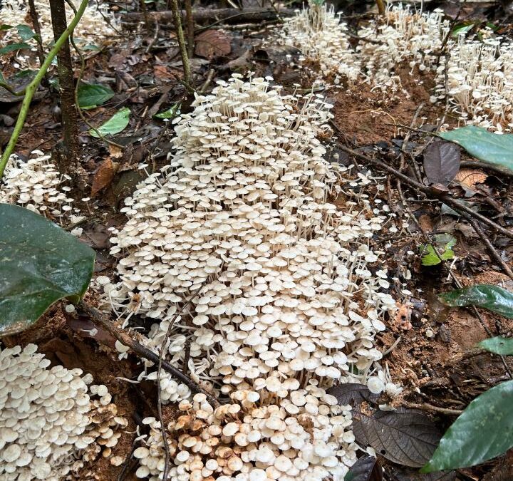 India Carves Out Its Own Lane in the Shroom Boom