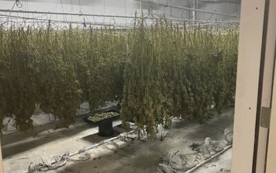 Nearly $37M of Illegal Weed Found in Oakland, California Warehouse
