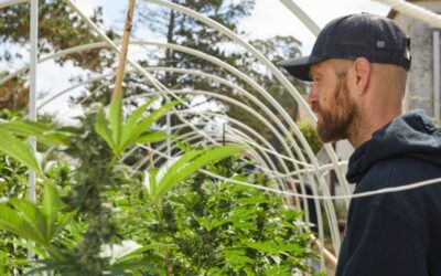 Cultivating excellence: Luma California Farms’ quest for hash and rosin perfection