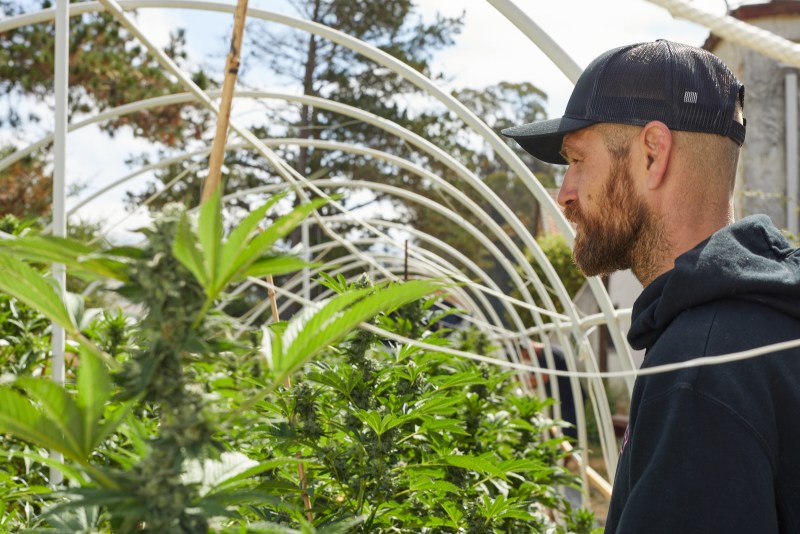 Cultivating excellence: Luma California Farms’ quest for hash and rosin perfection