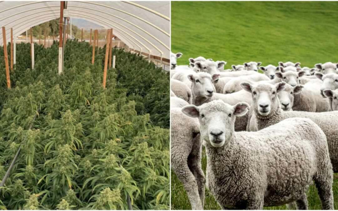 Herd of Sheep Devour Hundreds of Pounds of Pot in Greece