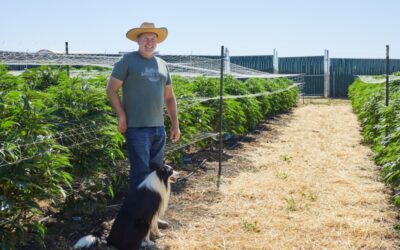 The Michelin-star weed experience at Sonoma Hills Farm