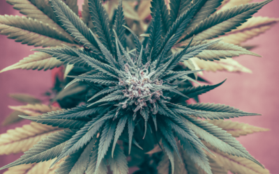 I’m Interning With NORML Because We Share a Similar Vision