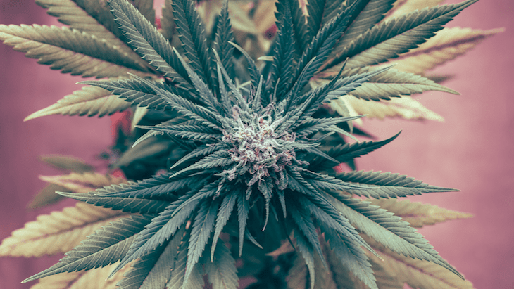 I’m Interning With NORML Because We Share a Similar Vision