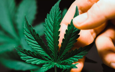 I’m Interning With NORML to Promote Personal Freedoms