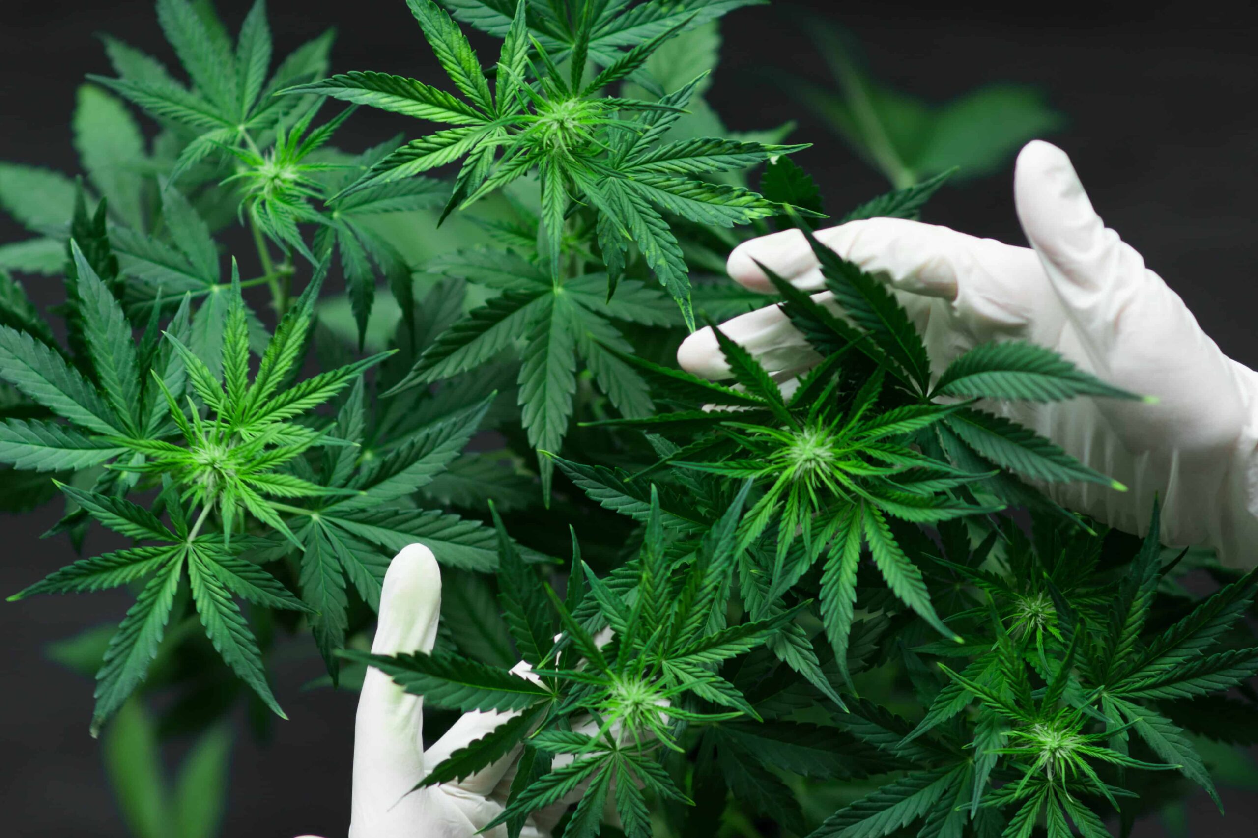 Old, Unused Lumber Facility in Minnesota Set To Become Cannabis Cultivation, Manufacturing Facility