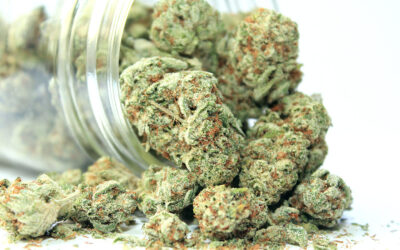 Harlem’s First Dispensary Opens to Customers
