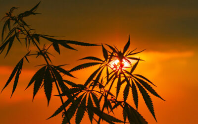 Sacramento City Council Meeting ‘Delves Into Chaos’ After Closing 11-Acre Pot Farm