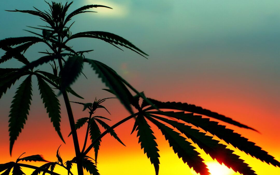 USDA Approves Low-THC Hemp Plants for U.S. Production, Breeding