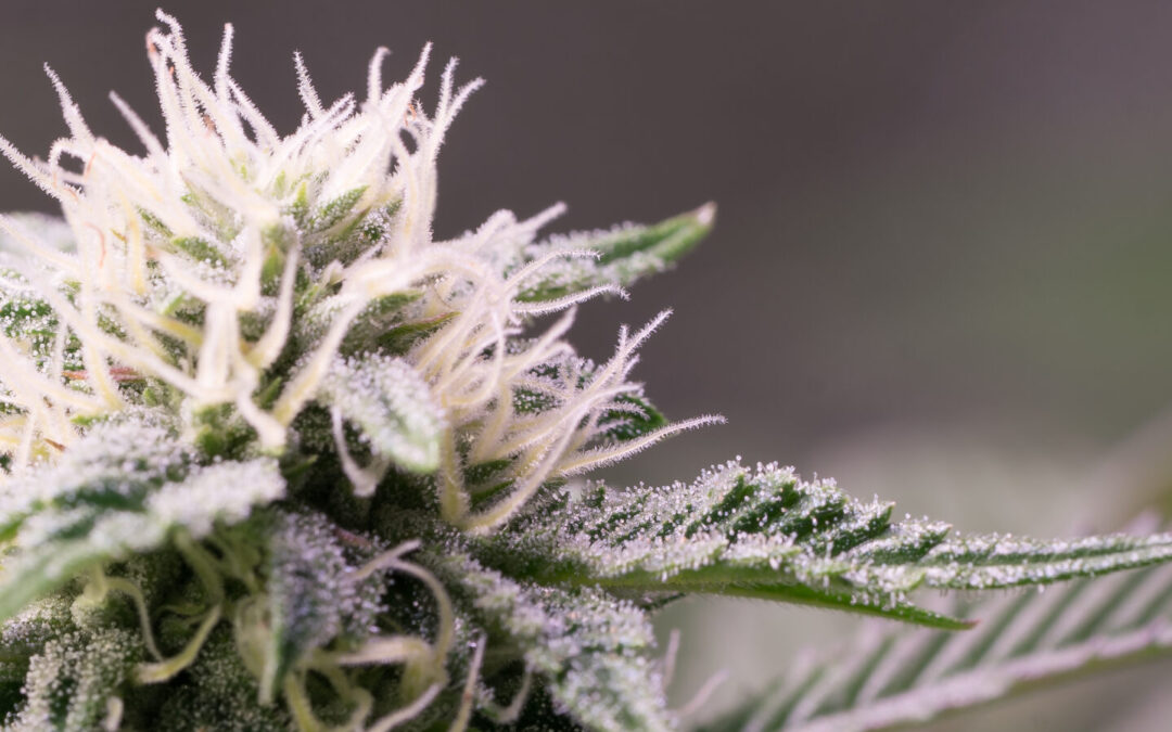 U.S. Census Bureau Shows $5.7 Billion Collected in Cannabis Tax Revenue Since Q3 2021