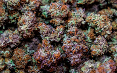 New York Judge Approves Two Cannabis Retailers To Open