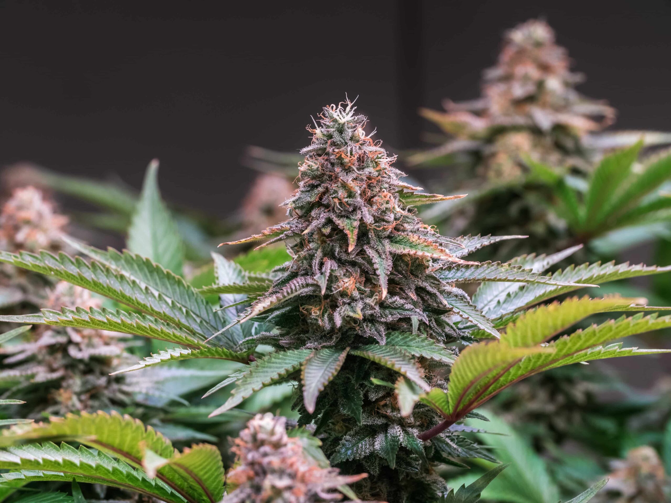 New York Cannabis Office Releases Fact Sheet To Battle Misinformation About Weed, Fentanyl