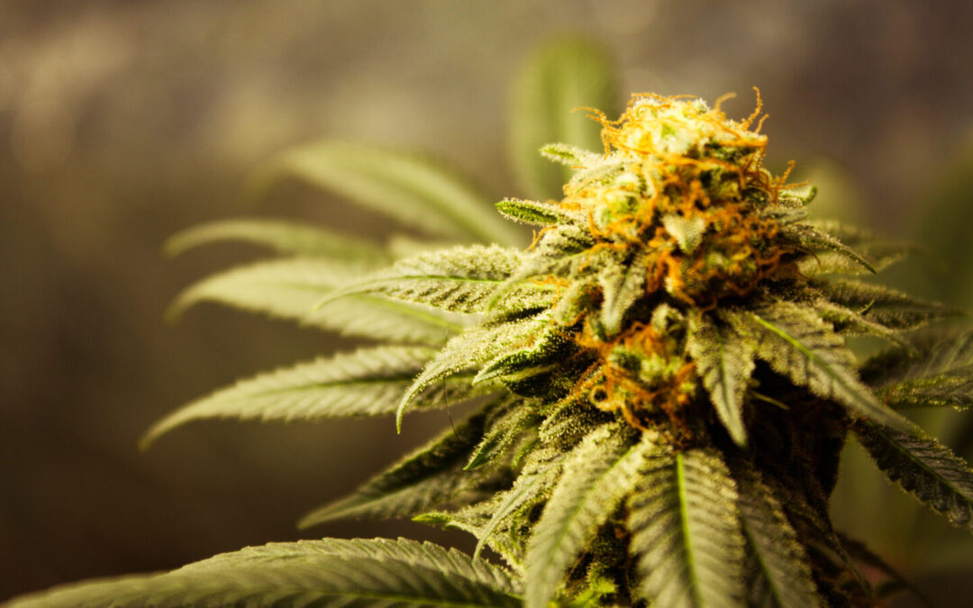 Ohio Senate President Plans To Repeal Cannabis Legalization if Passed by Voters in November