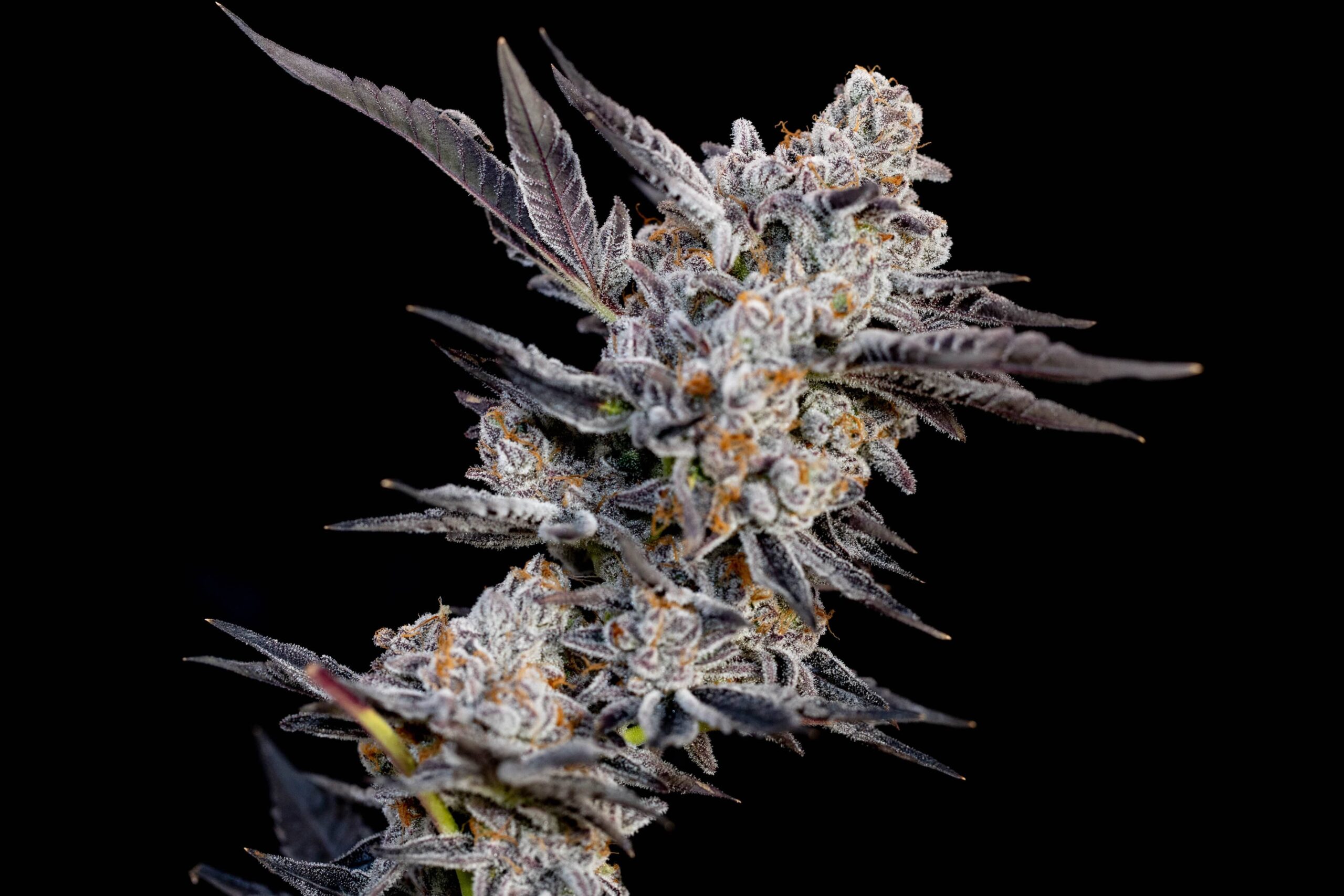 Eastern Band of Cherokee Indians Approves First Medical Cannabis Cards