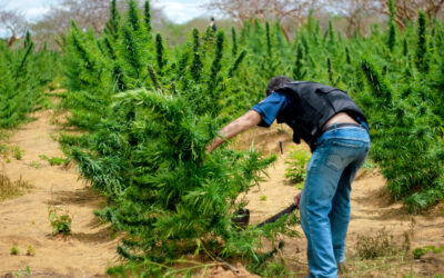 Cops Cleared of Federal Charges After Being Linked To Tipping Off Illegal Cannabis Operation