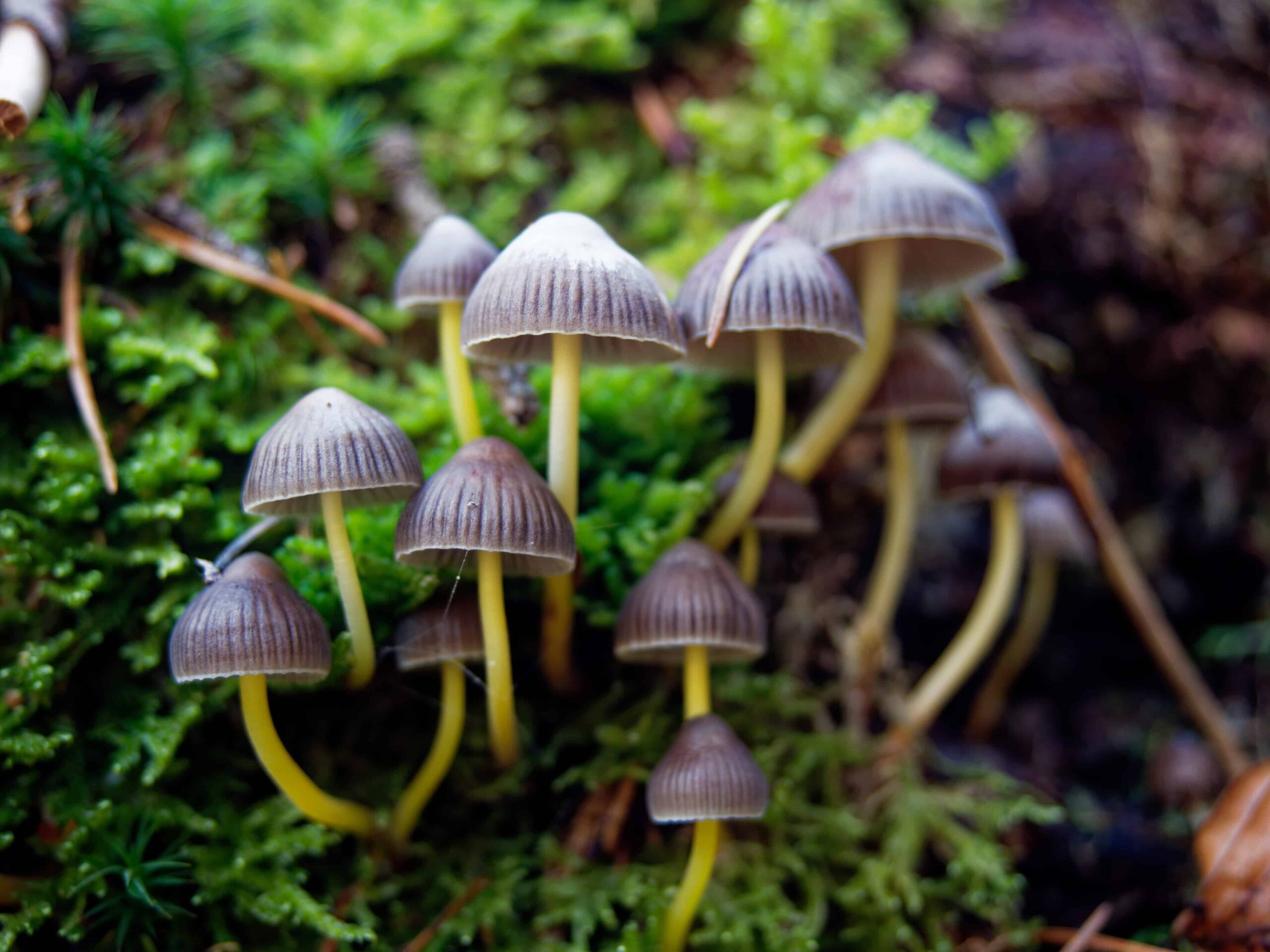 Eureka, CA Decriminalizes Psychedelic Plant Medicines