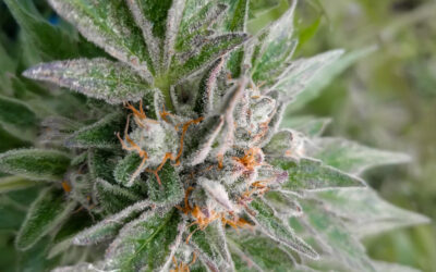 Arizona Department of Revenue Release Cannabis Sales Data for June, July