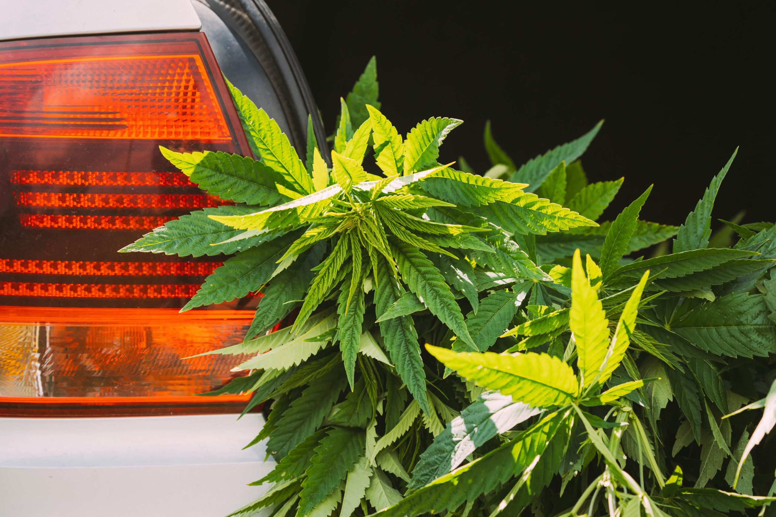 Traffic Fatalities Dropped in States With Legal Weed, Report Shows
